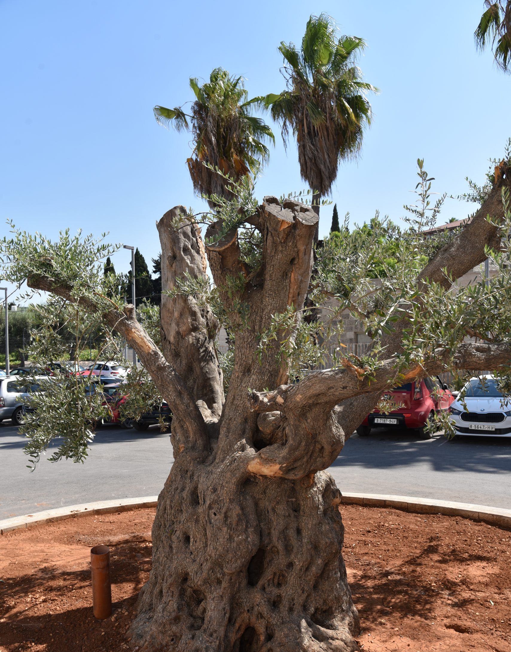 DSC 5913 2 scaled e1756241652171 Holy Family Hospital of Bethlehem Foundation